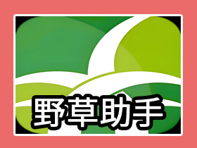【电视】软件安装器—野草助手